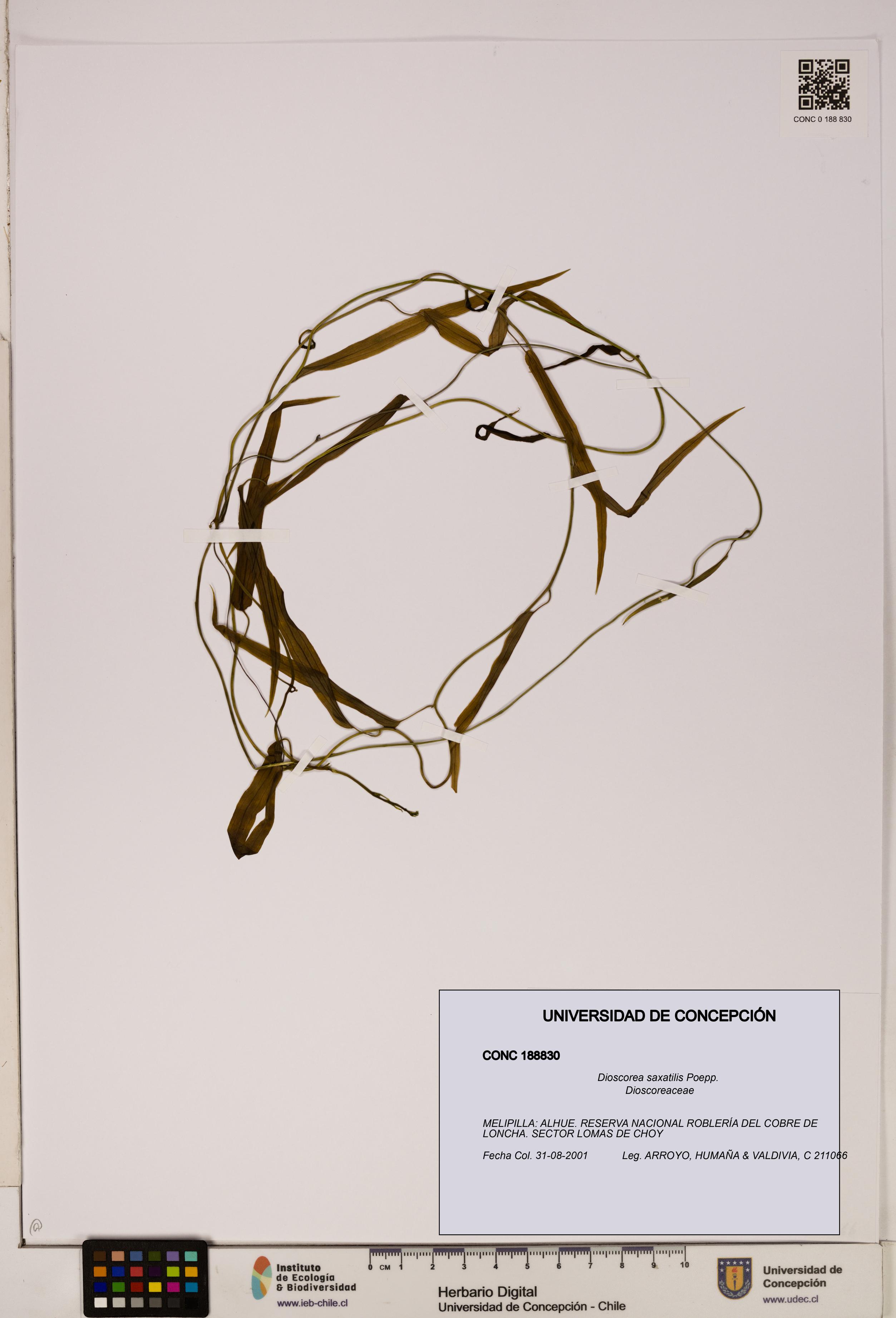 Dioscorea saxatilis [Espécimen: ]