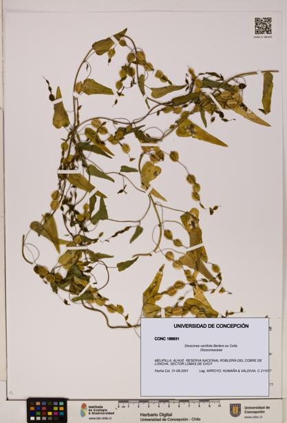 Dioscorea variifolia [Espécimen: ]