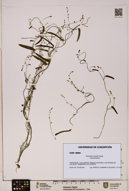 Dioscorea saxatilis [Espécimen: ]