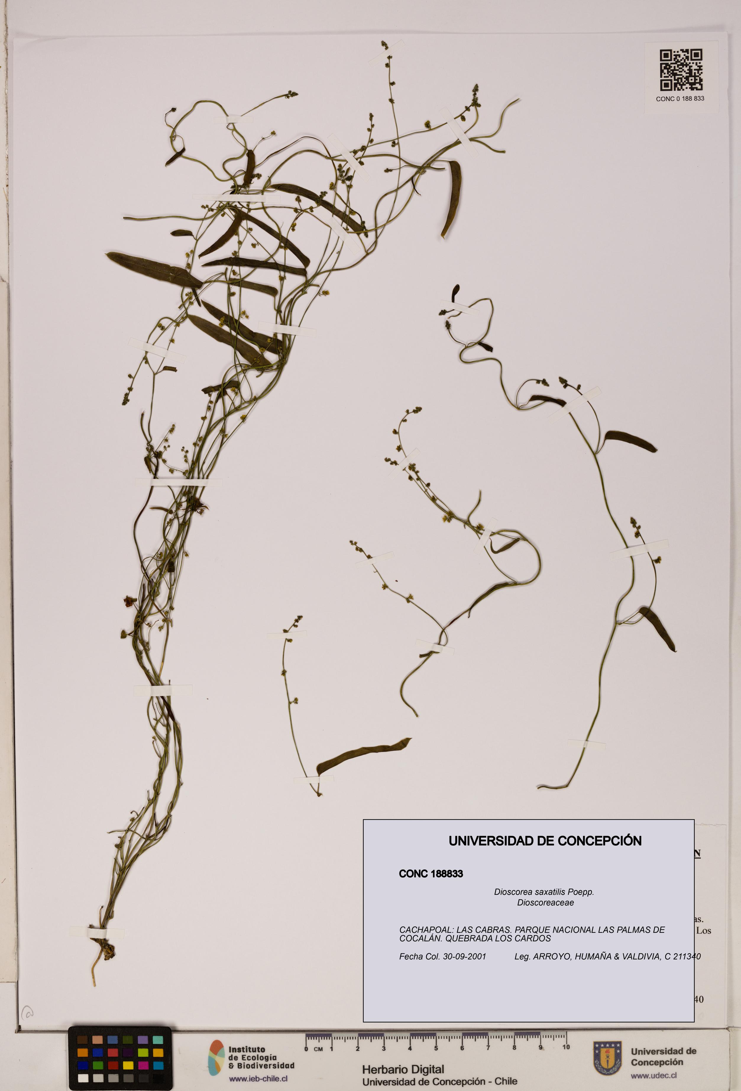 Dioscorea saxatilis [Espécimen: ]