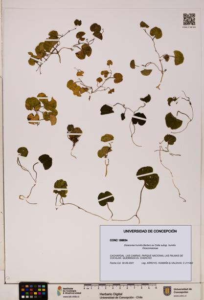 Dioscorea humilis subsp. humilis [Espécimen: ]