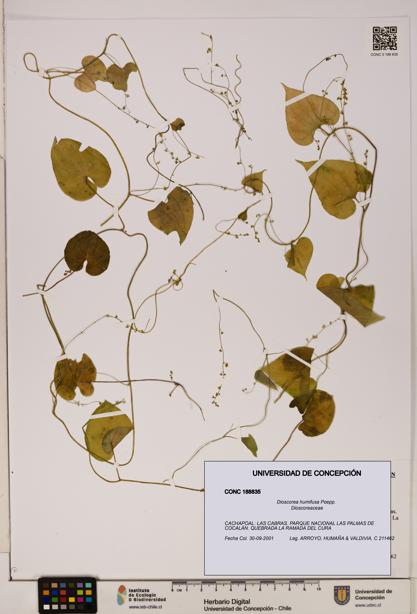Dioscorea humifusa [Espécimen: ]