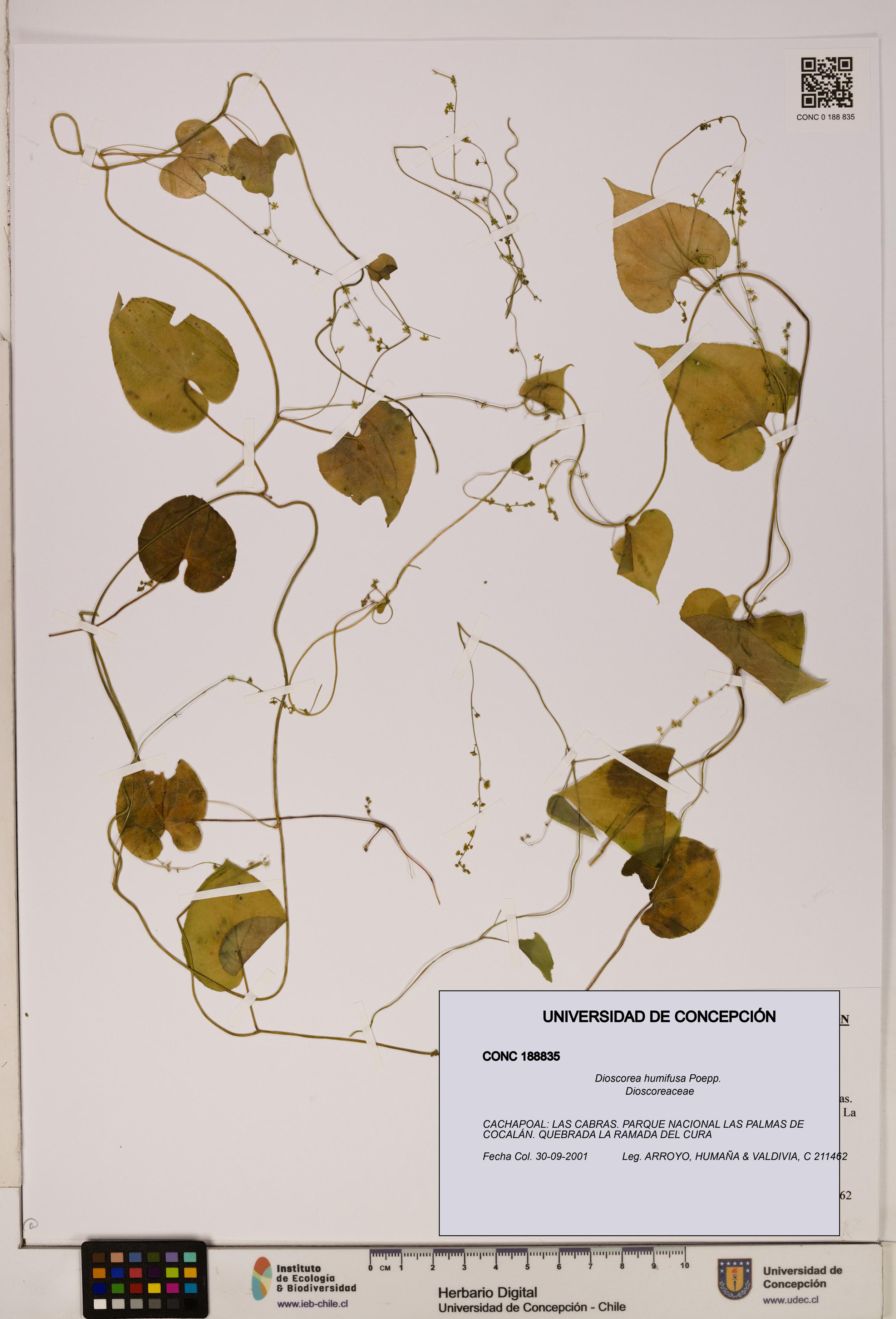 Dioscorea humifusa [Espécimen: ]