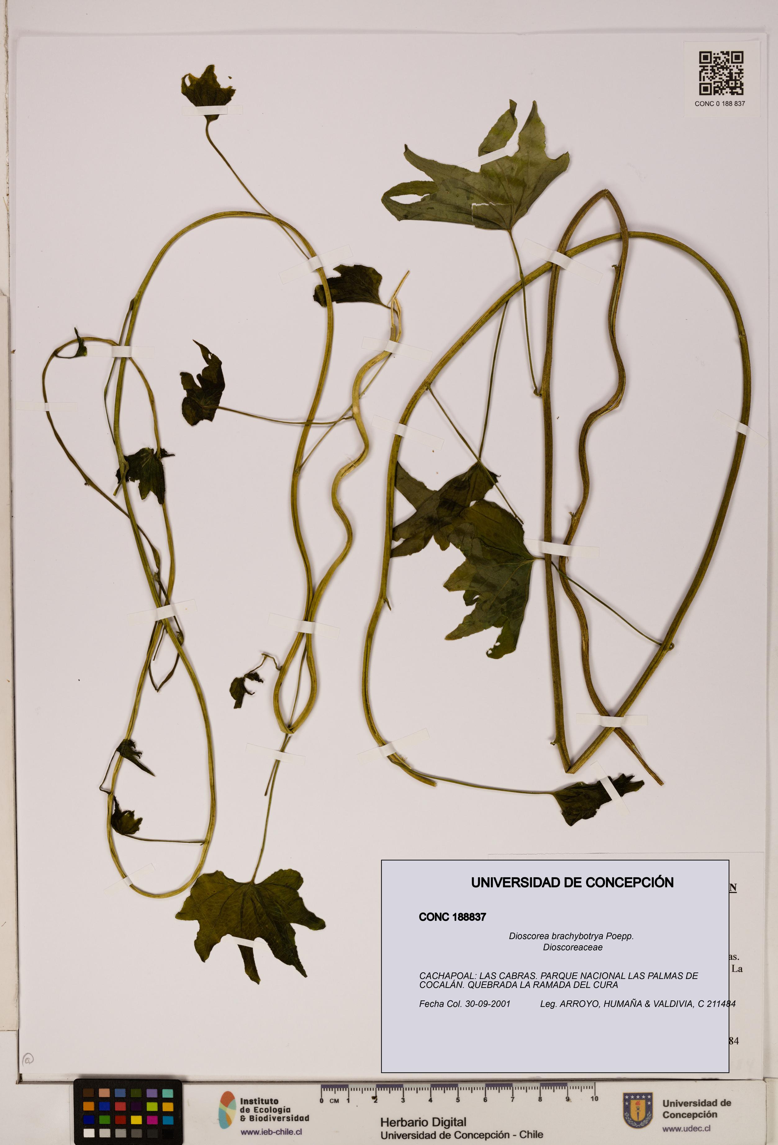 Dioscorea brachybotrya [Espécimen: ]