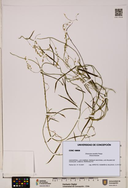 Dioscorea saxatilis [Espécimen: ]
