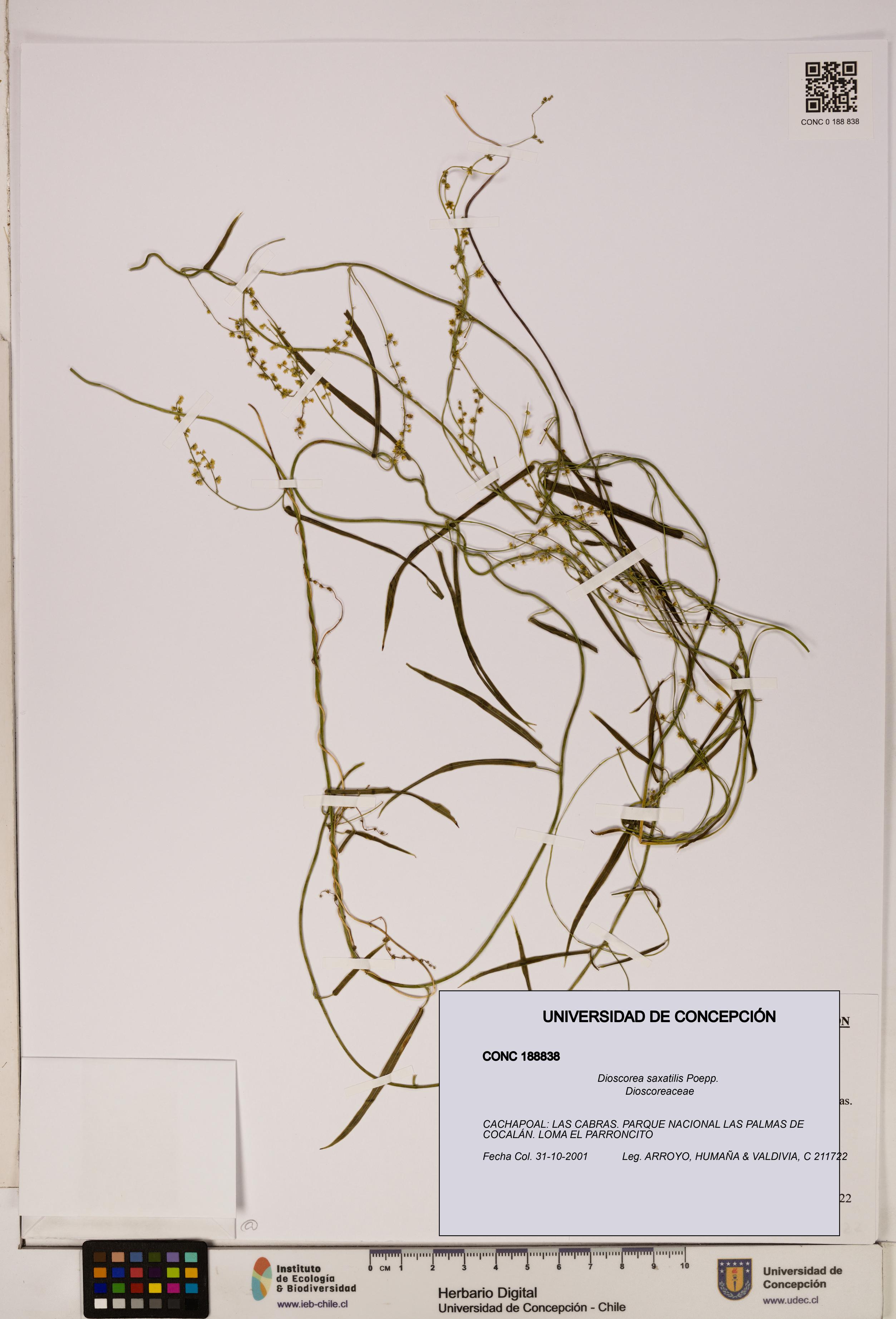 Dioscorea saxatilis [Espécimen: ]