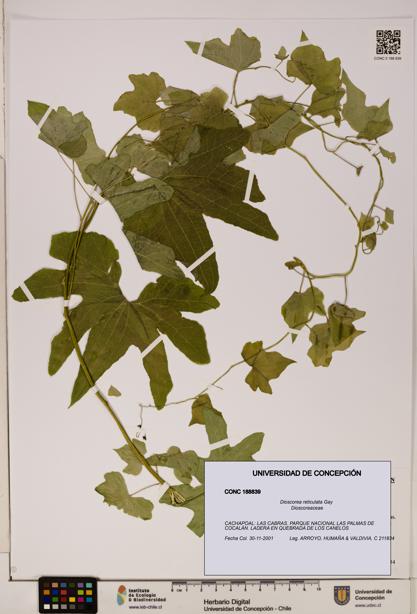 Dioscorea reticulata [Espécimen: ]