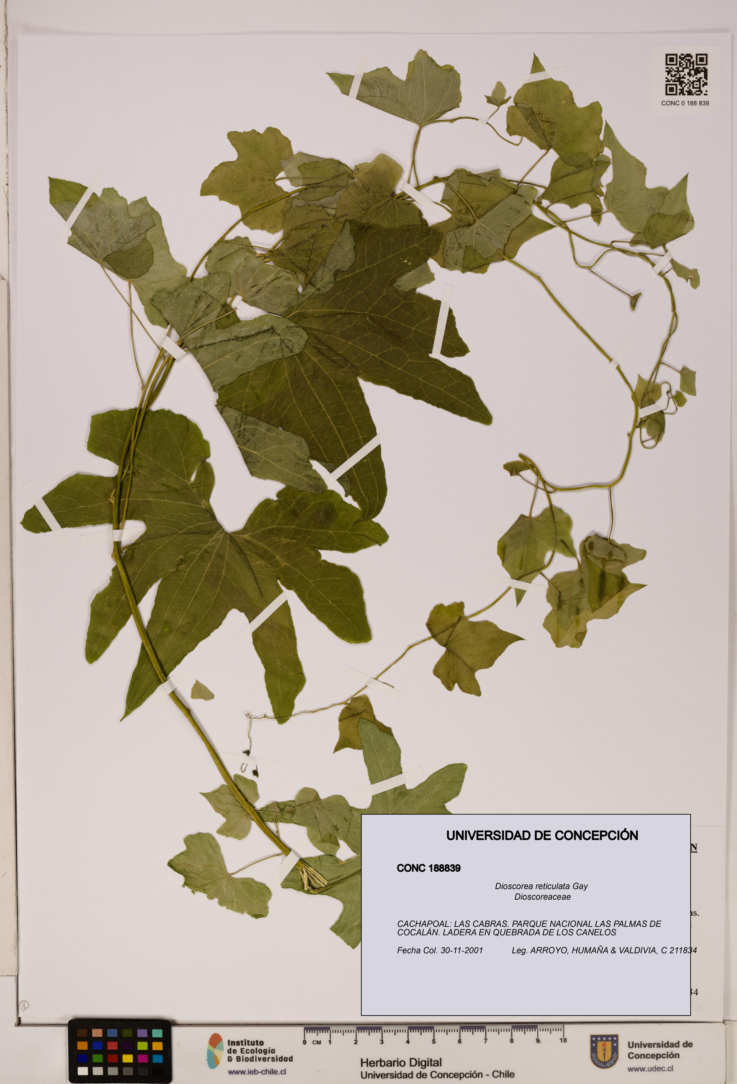 Dioscorea reticulata [Espécimen: ]