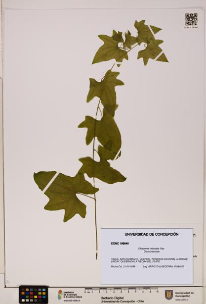 Dioscorea reticulata [Espécimen: ]