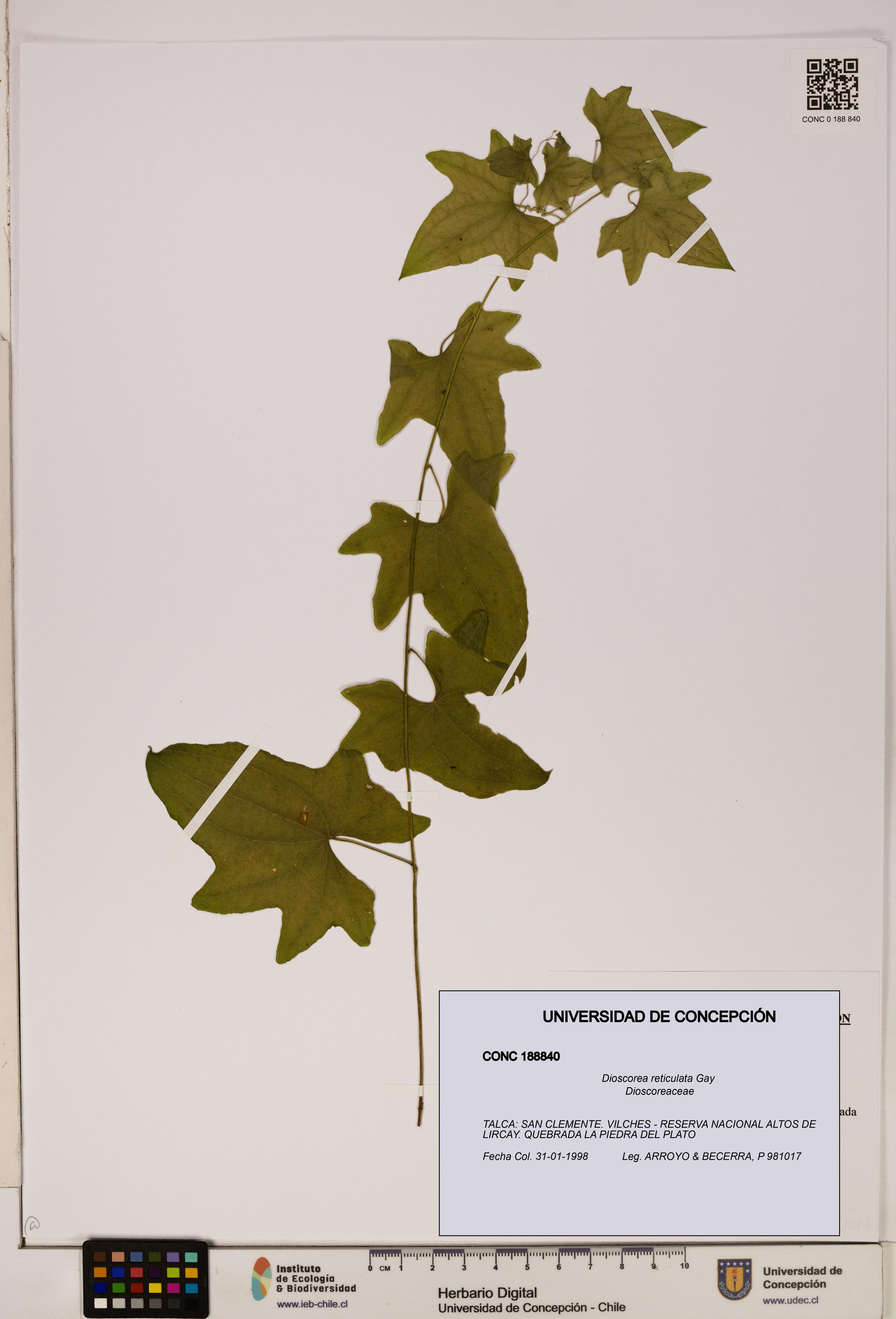 Dioscorea reticulata [Espécimen: ]