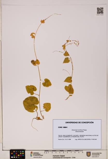 Dioscorea humifusa [Espécimen: ]