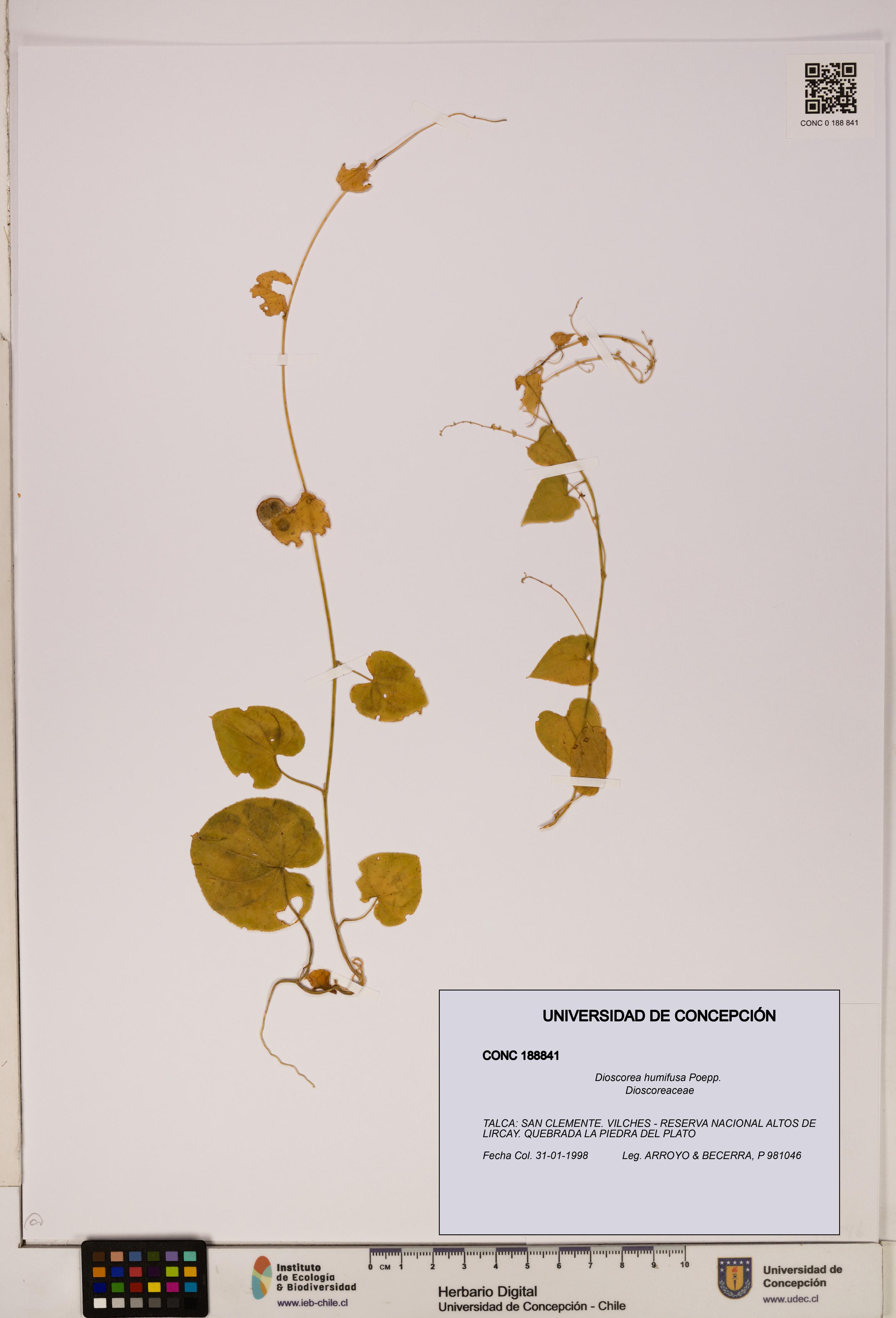 Dioscorea humifusa [Espécimen: ]