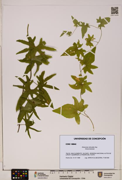 Dioscorea reticulata [Espécimen: ]