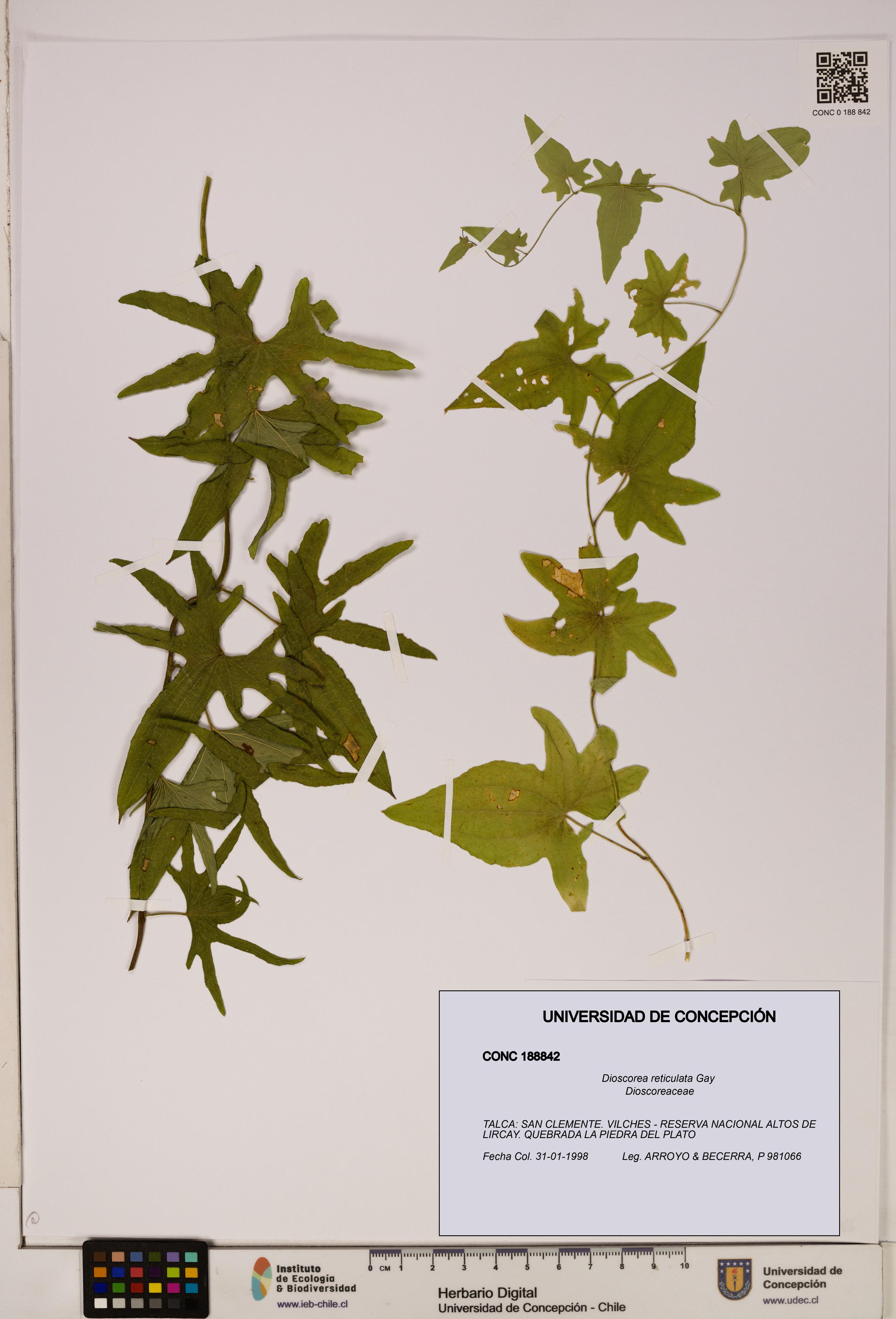 Dioscorea reticulata [Espécimen: ]
