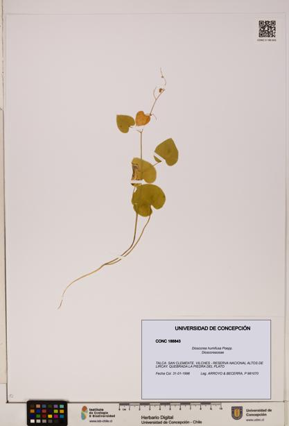 Dioscorea humifusa [Espécimen: ]