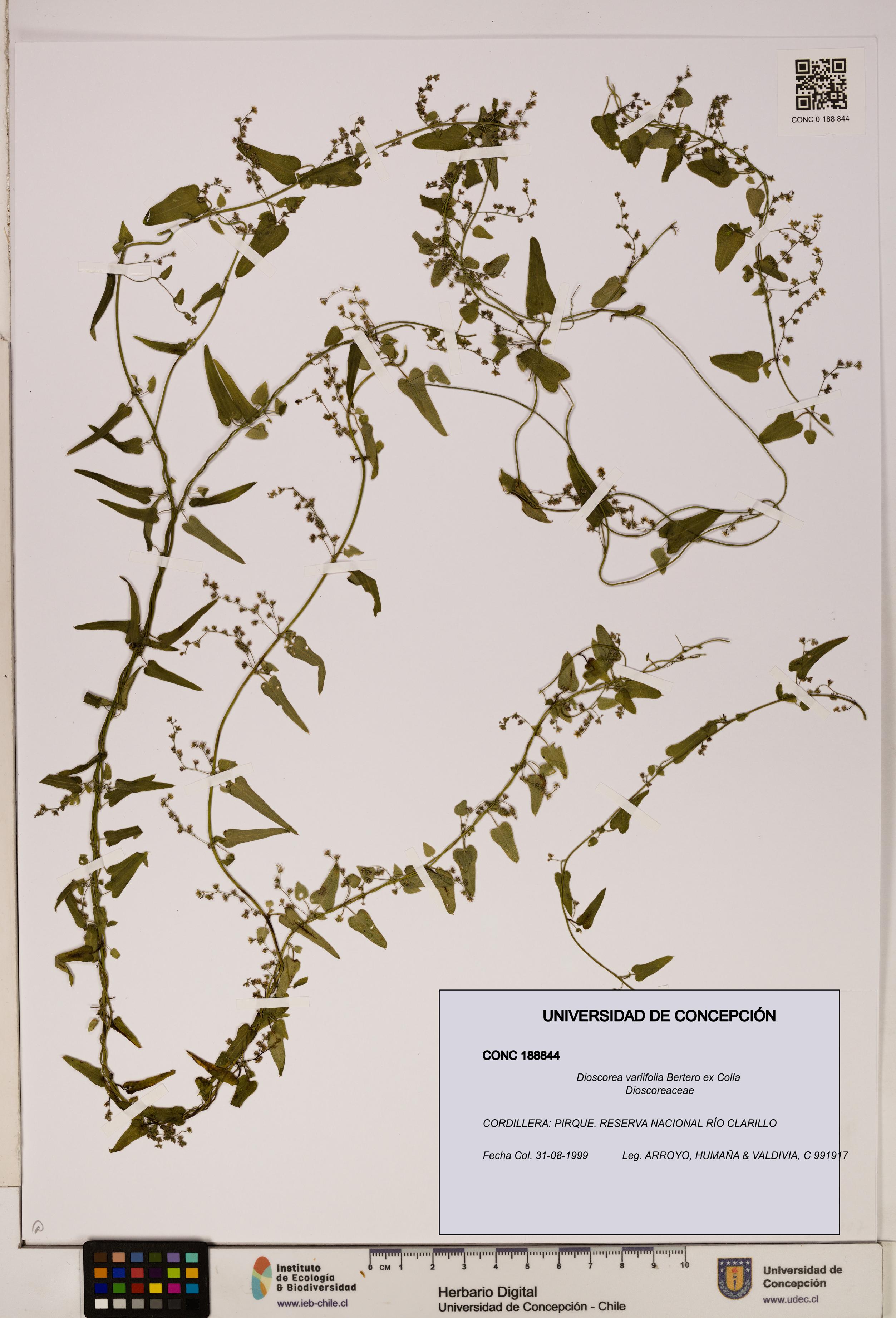 Dioscorea variifolia [Espécimen: ]