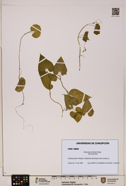 Dioscorea humifusa [Espécimen: ]