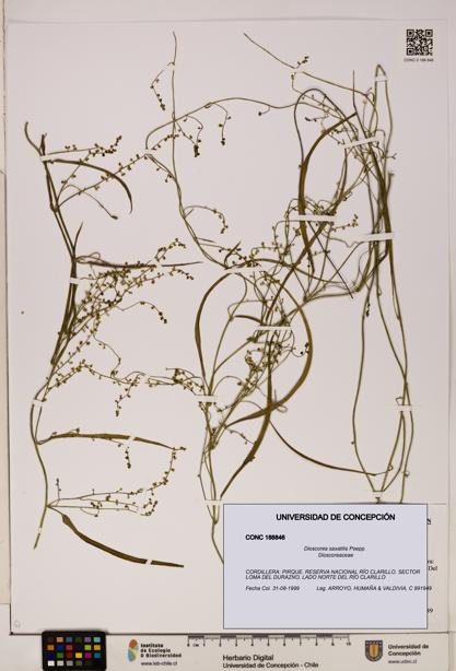 Dioscorea saxatilis [Espécimen: ]