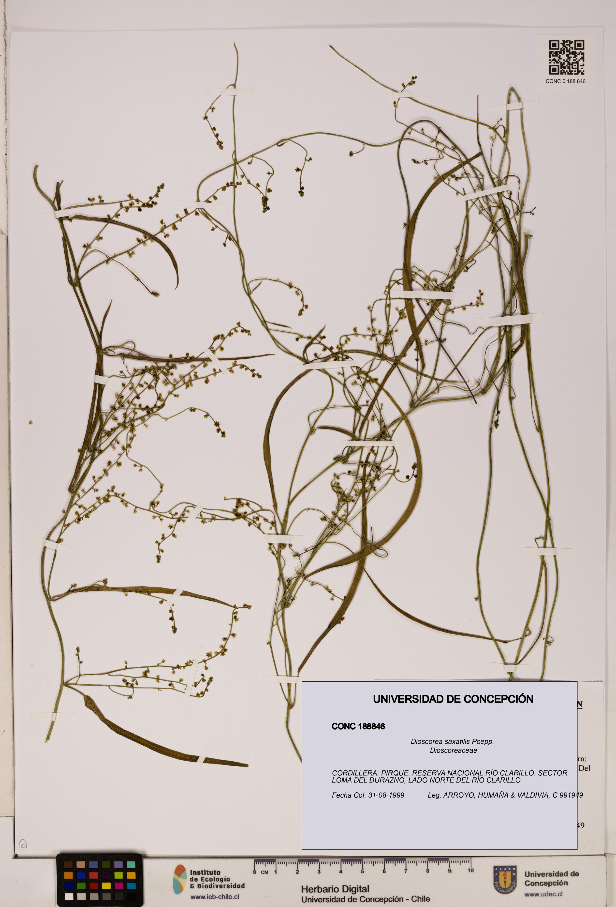Dioscorea saxatilis [Espécimen: ]