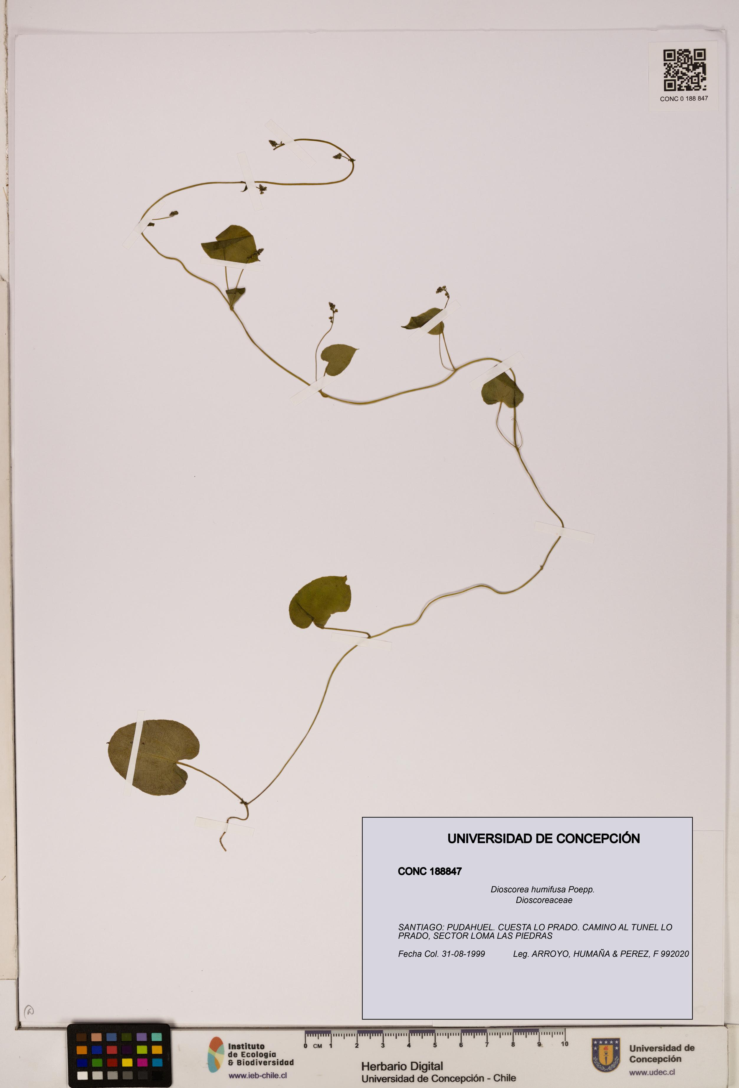 Dioscorea humifusa [Espécimen: ]