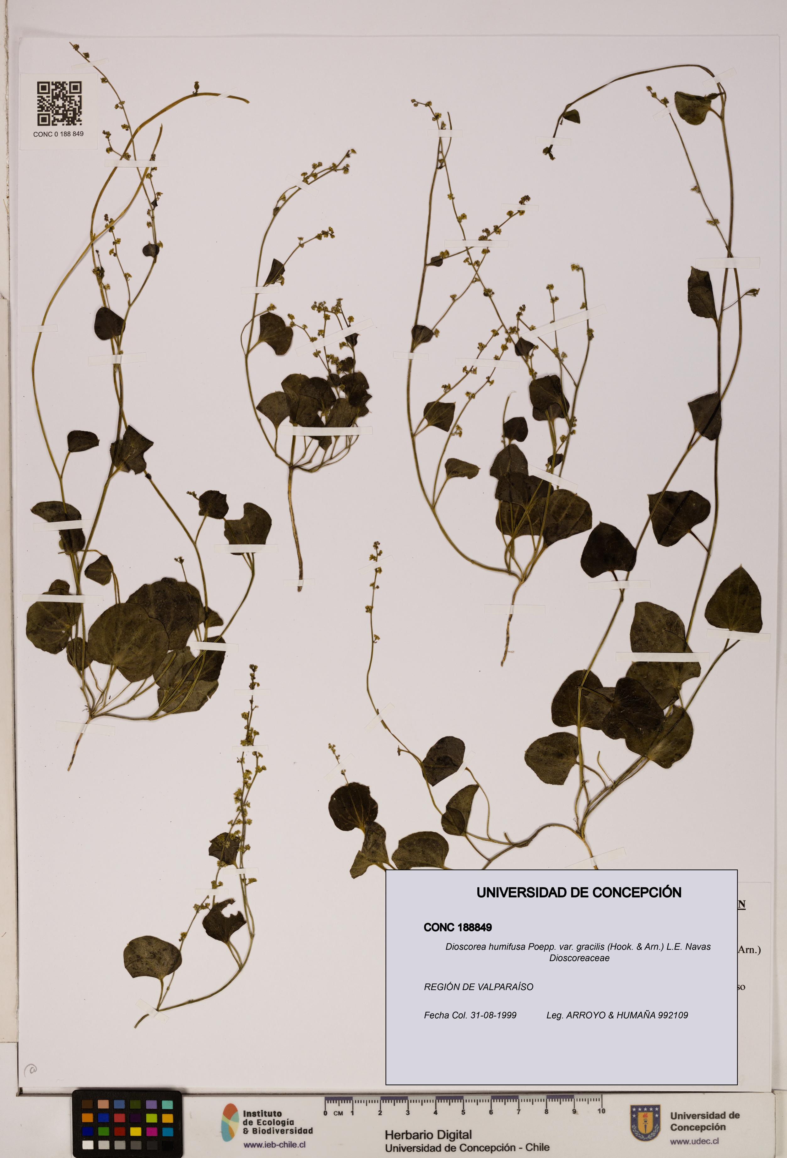 Dioscorea humifusa var. gracilis [Espécimen: ]