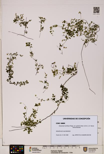 Dioscorea humifusa var. gracilis [Espécimen: ]