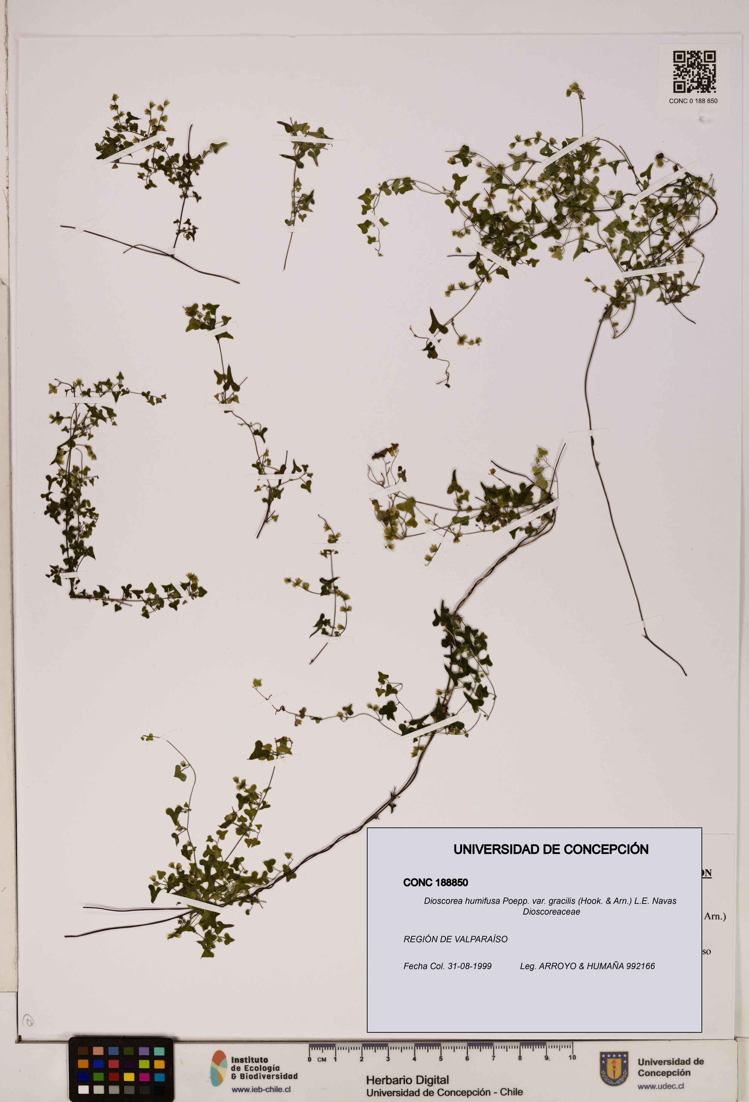 Dioscorea humifusa var. gracilis [Espécimen: ]