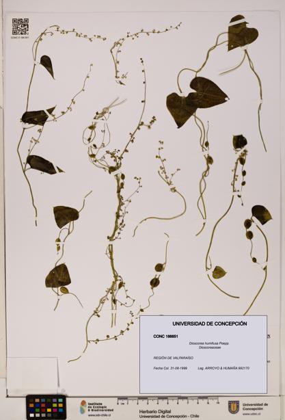 Dioscorea humifusa [Espécimen: ]