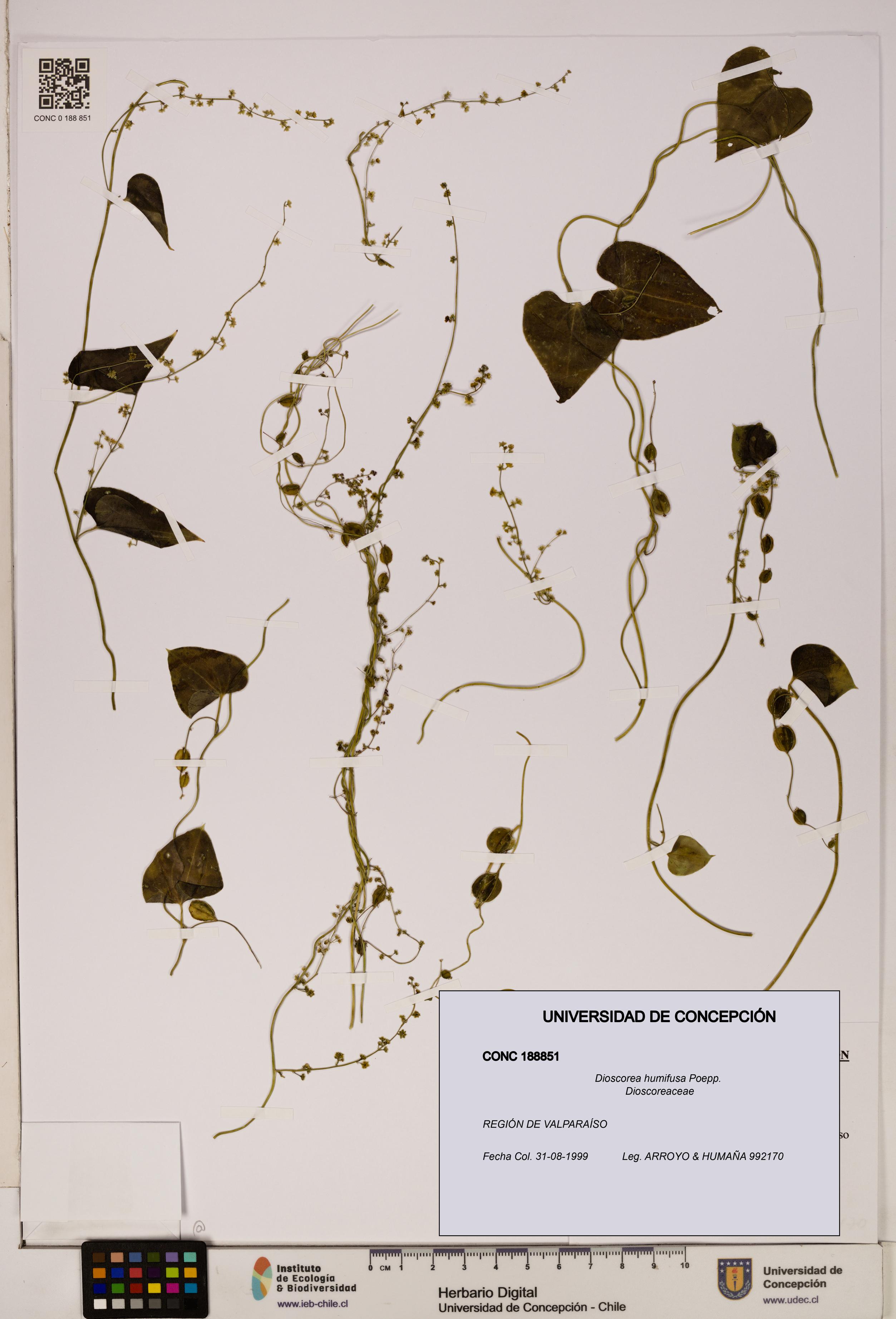 Dioscorea humifusa [Espécimen: ]