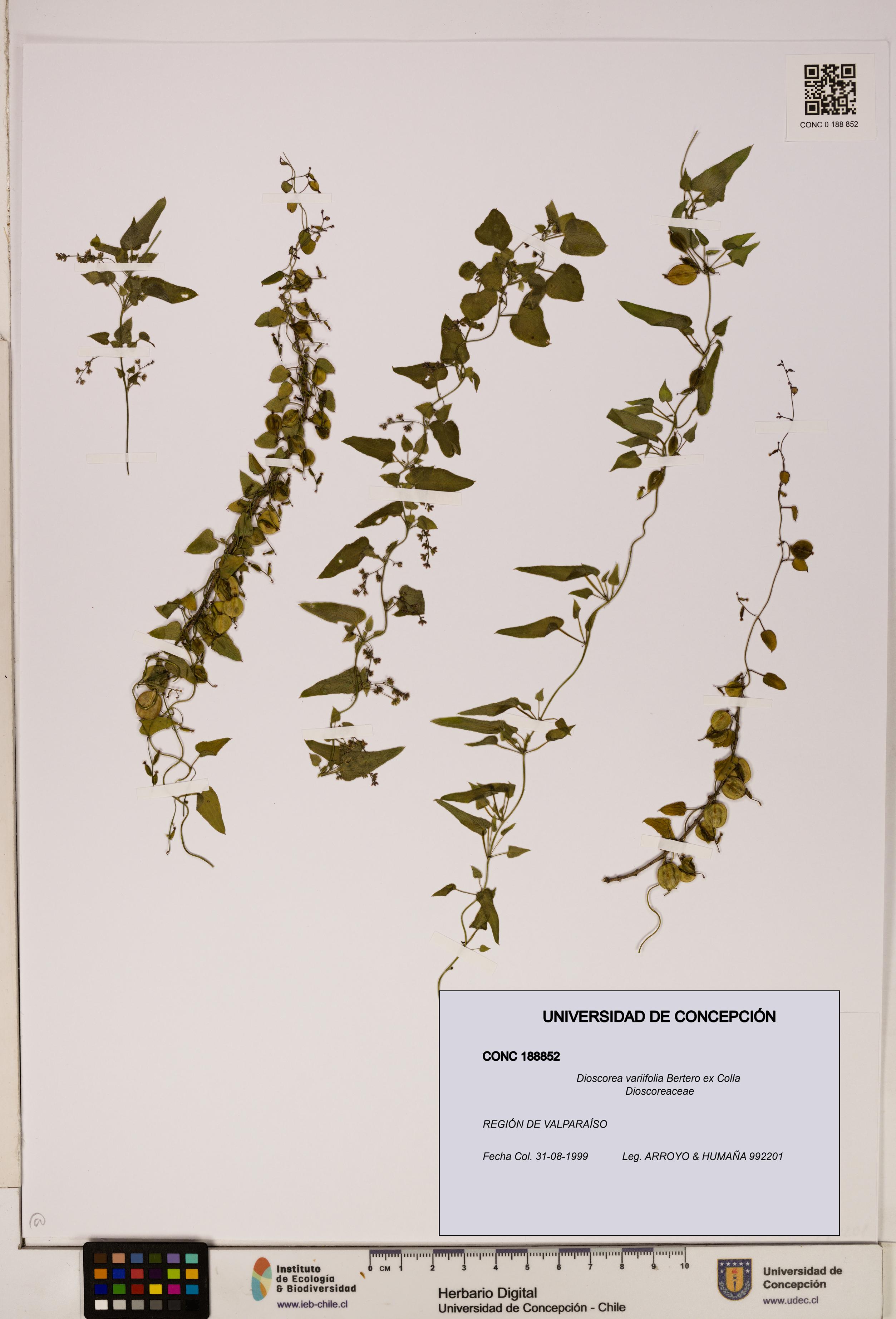 Dioscorea variifolia [Espécimen: ]