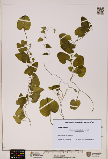 Dioscorea variifolia [Espécimen: ]