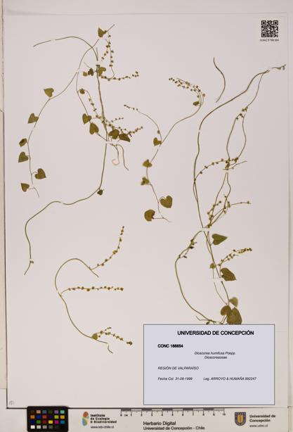 Dioscorea humifusa [Espécimen: ]