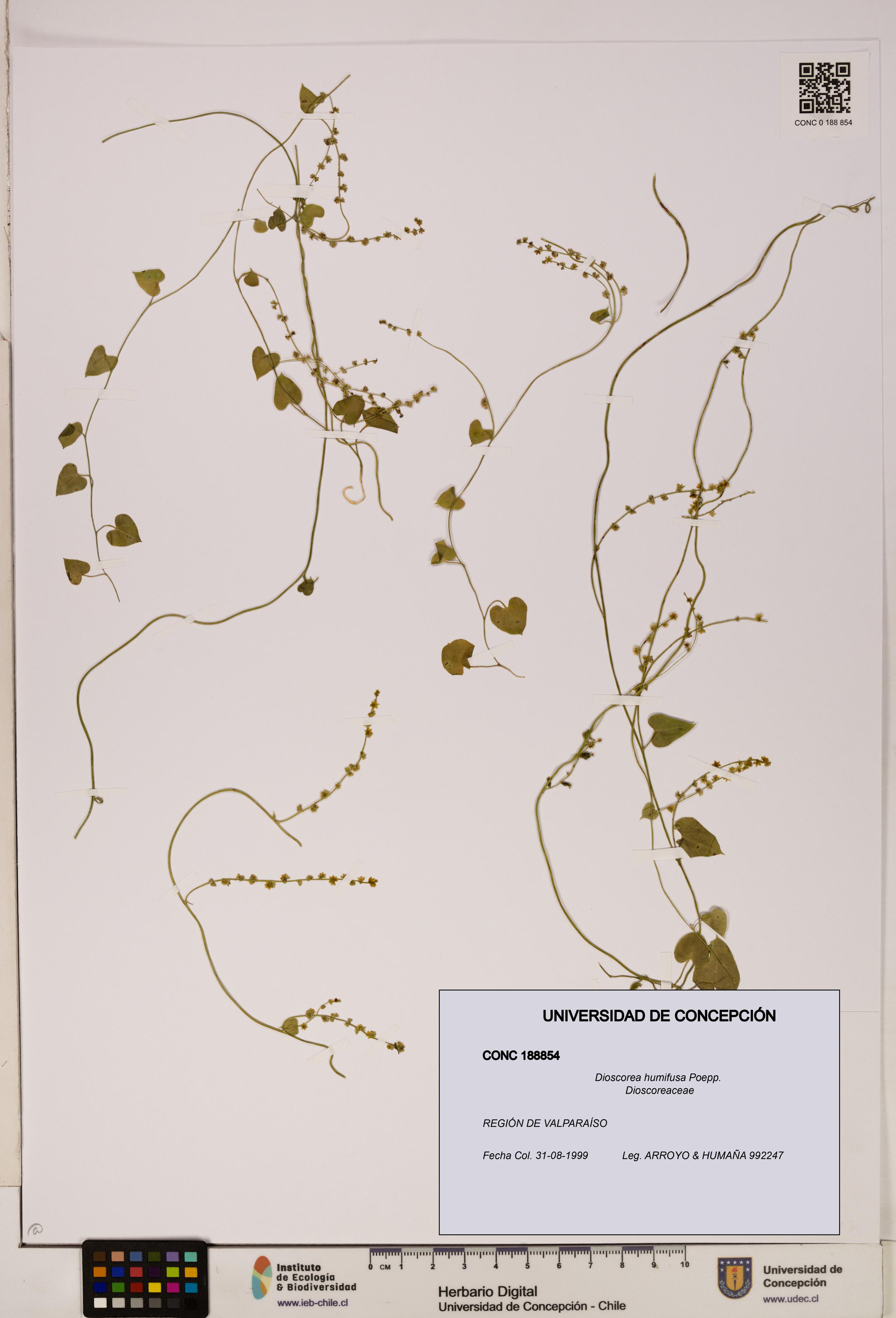 Dioscorea humifusa [Espécimen: ]