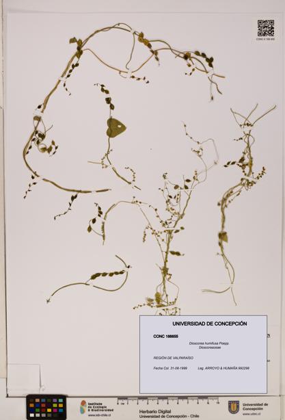 Dioscorea humifusa [Espécimen: ]