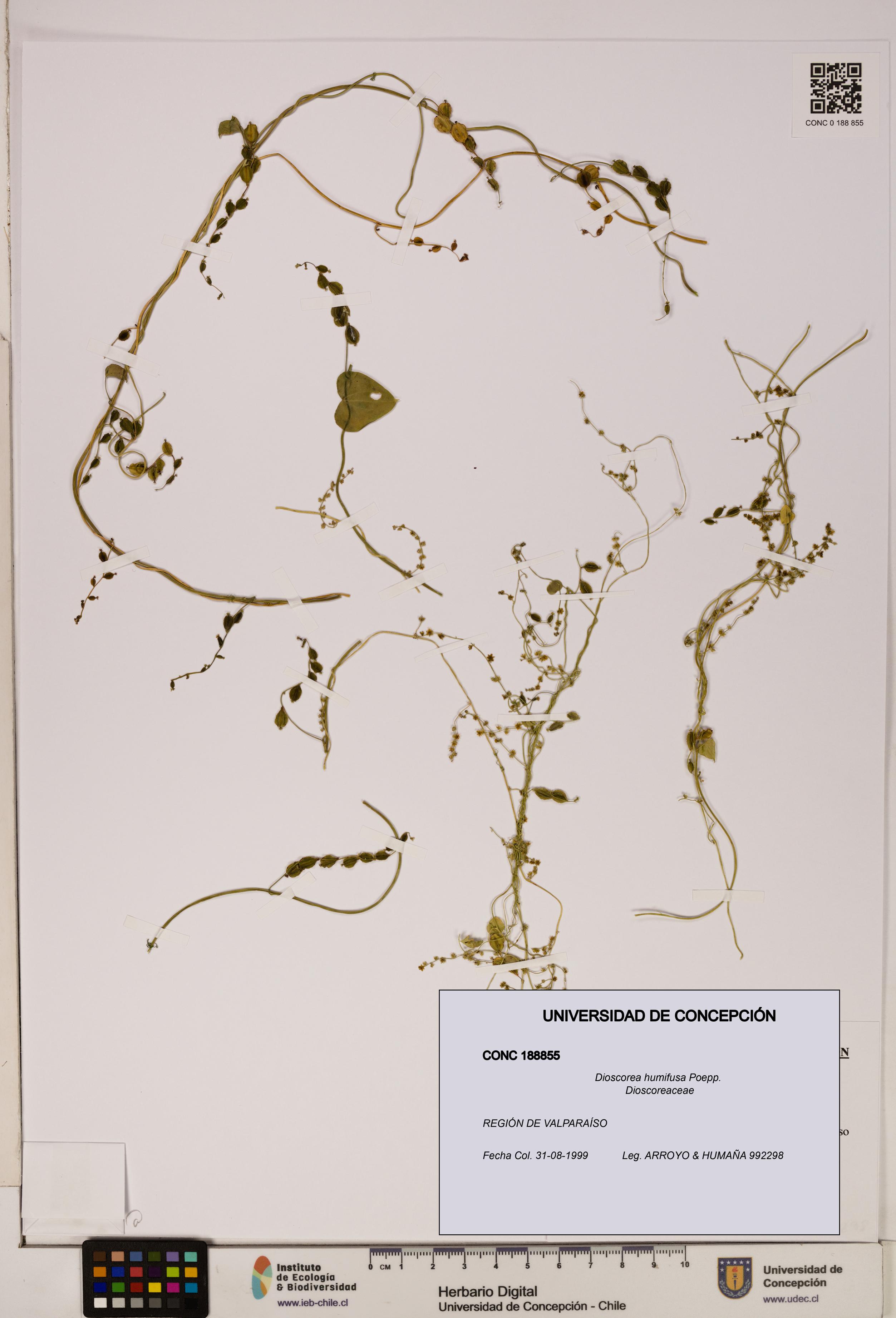 Dioscorea humifusa [Espécimen: ]