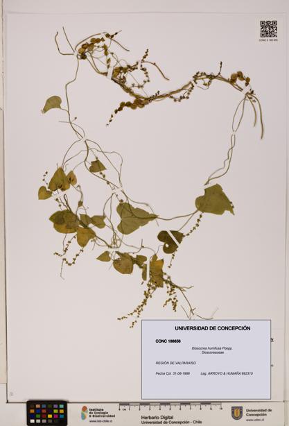 Dioscorea humifusa [Espécimen: ]
