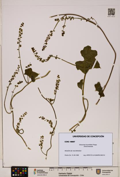 Dioscorea bryoniifolia [Espécimen: ]