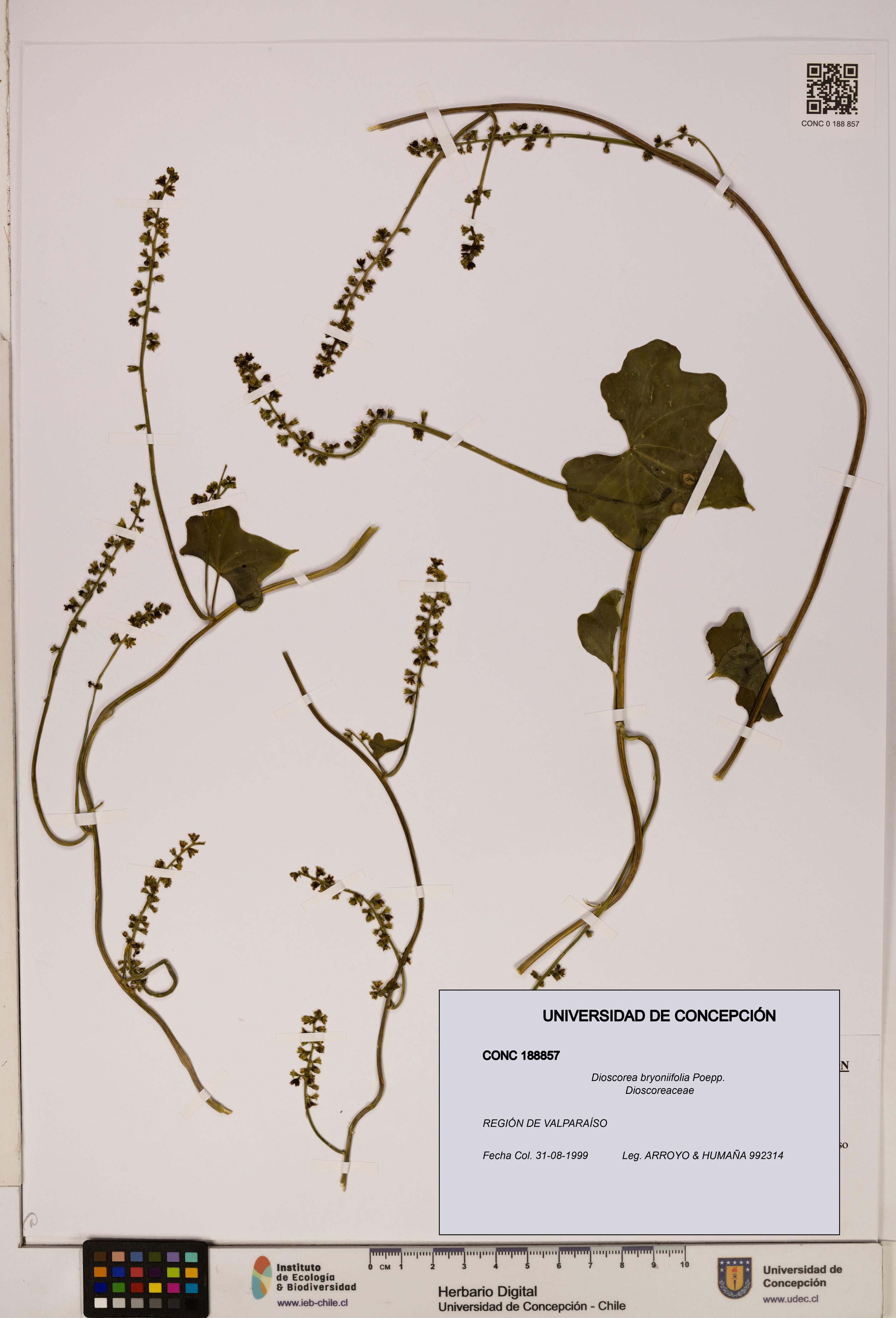 Dioscorea bryoniifolia [Espécimen: ]