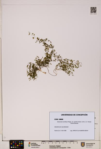 Dioscorea humifusa var. gracilis [Espécimen: ]