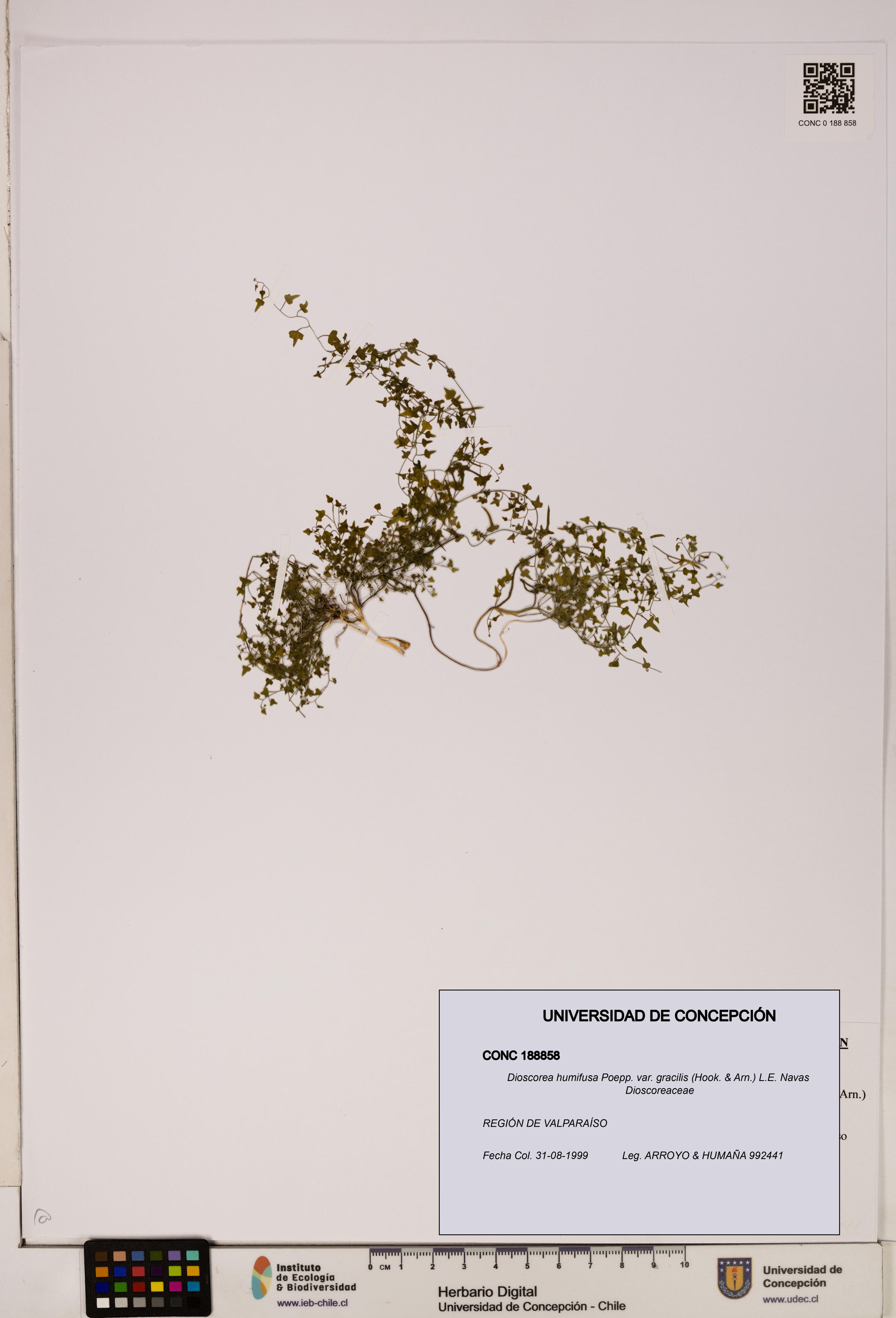 Dioscorea humifusa var. gracilis [Espécimen: ]