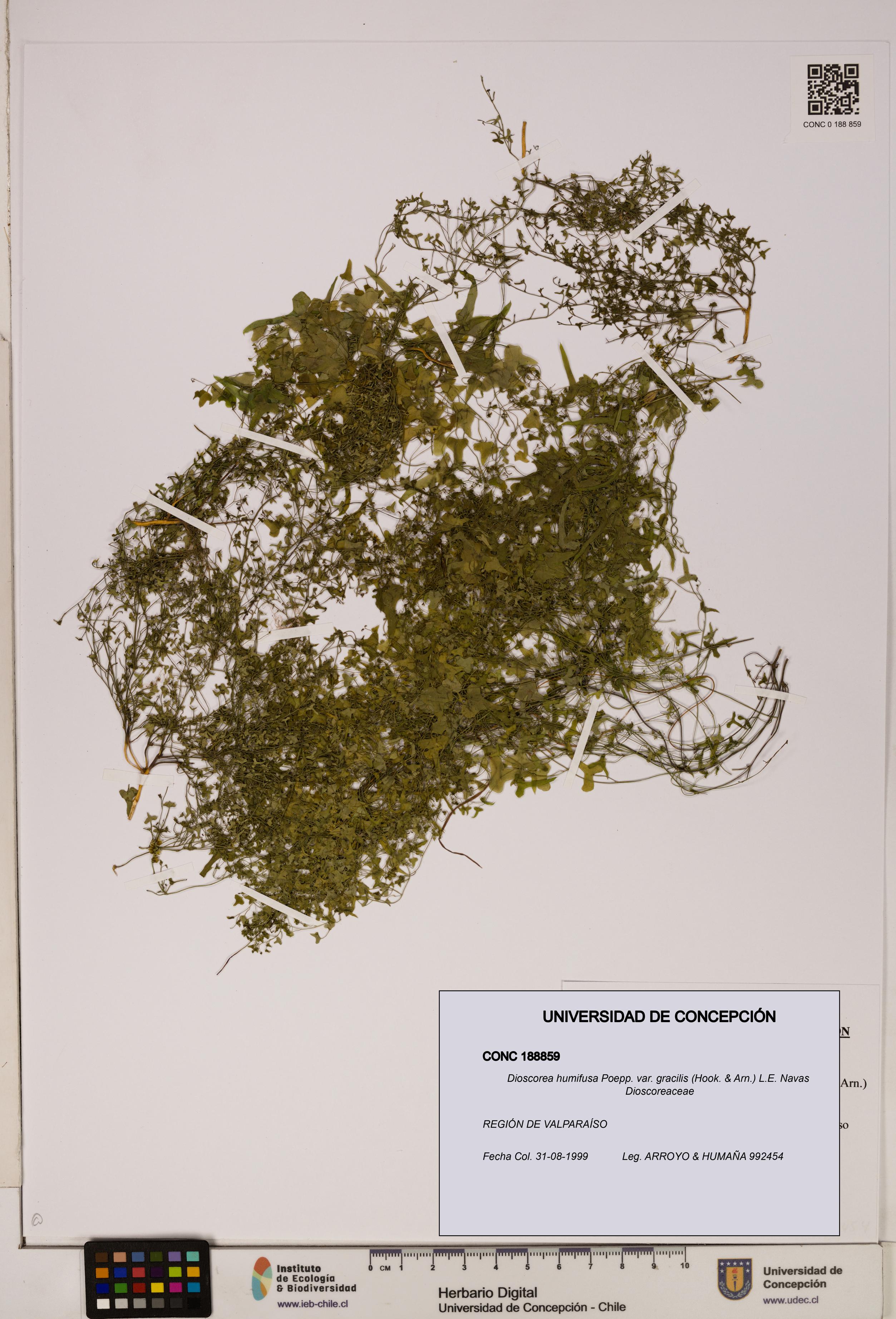 Dioscorea humifusa var. gracilis [Espécimen: ]