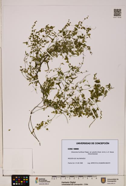 Dioscorea humifusa var. gracilis [Espécimen: ]