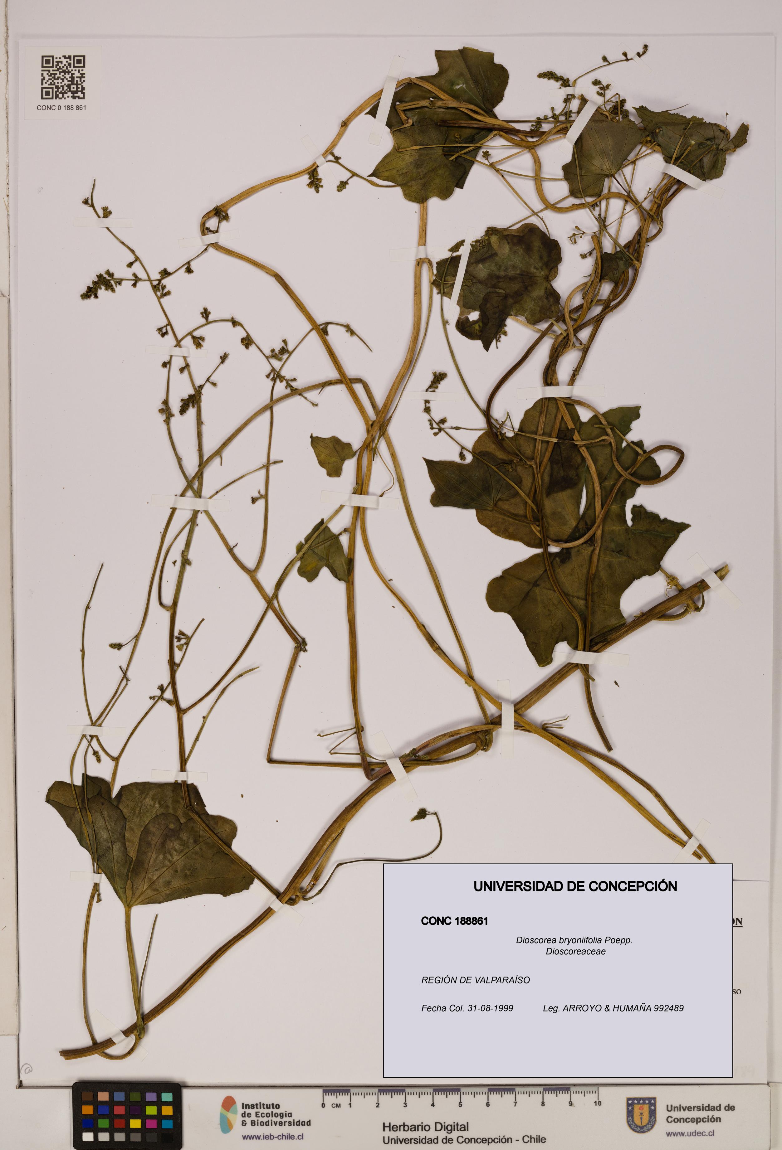 Dioscorea bryoniifolia [Espécimen: ]