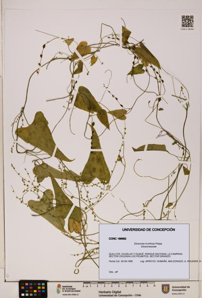 Dioscorea humifusa [Espécimen: ]