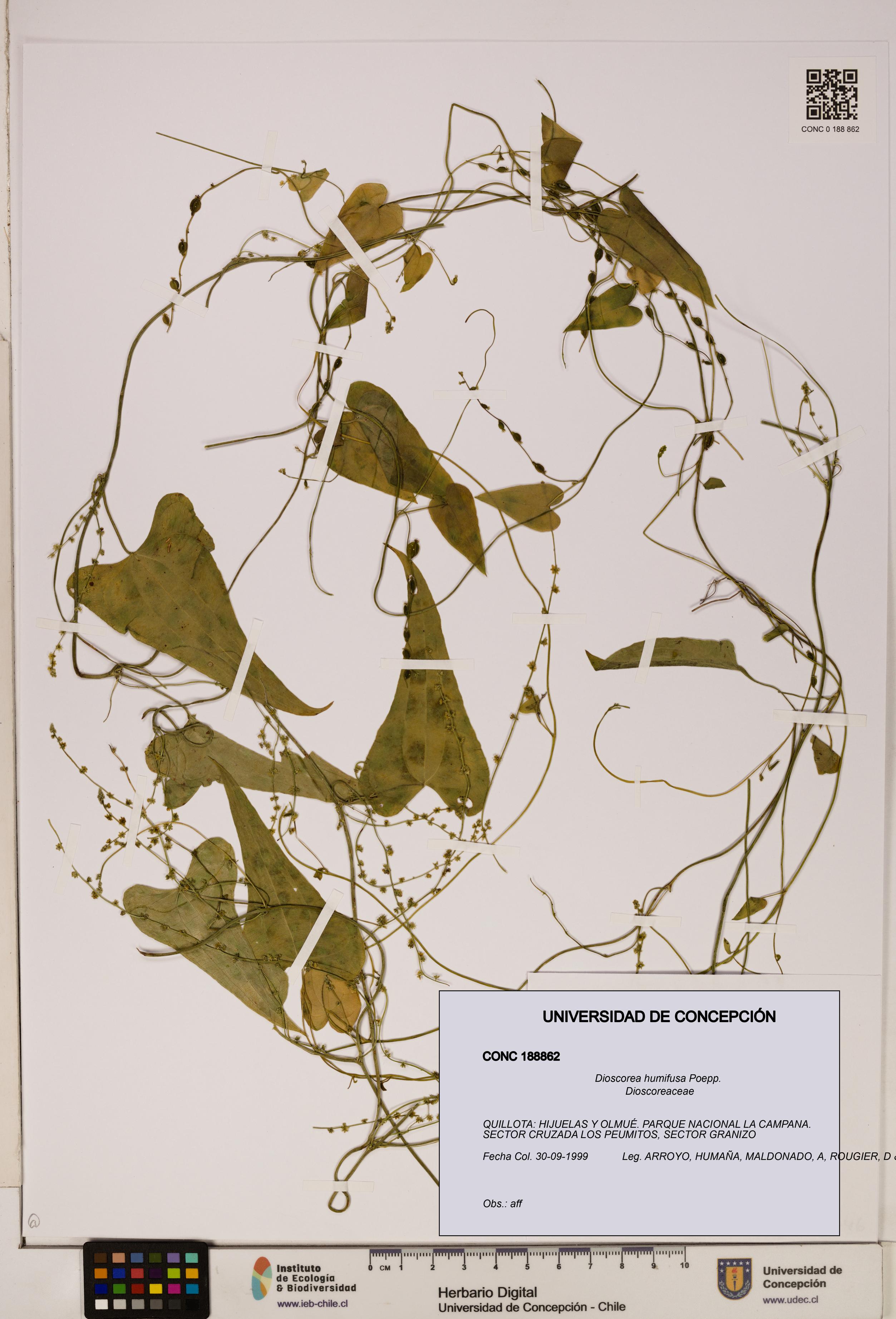 Dioscorea humifusa [Espécimen: ]