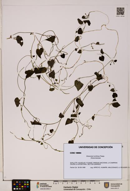 Dioscorea humifusa [Espécimen: ]