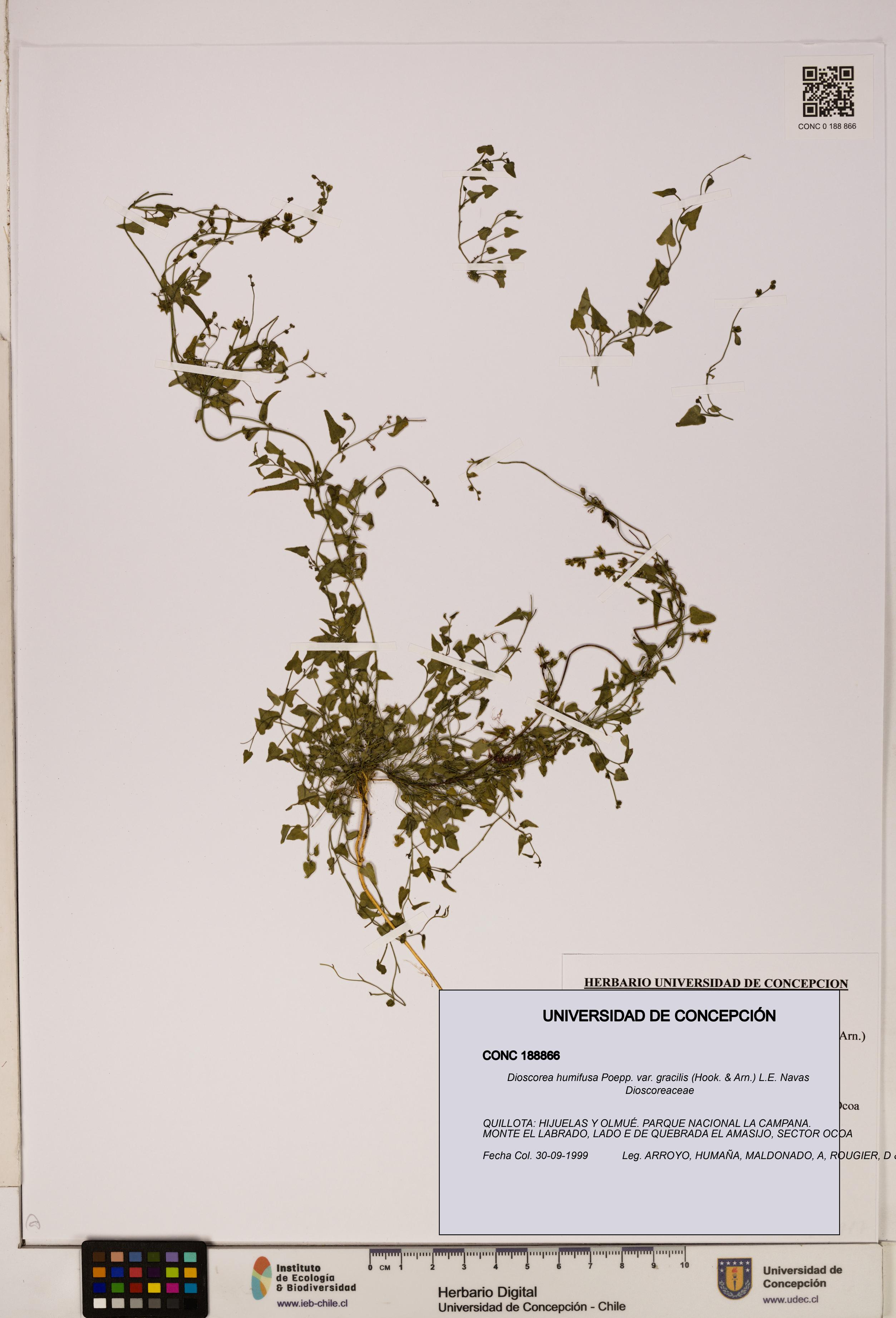 Dioscorea humifusa var. gracilis [Espécimen: ]