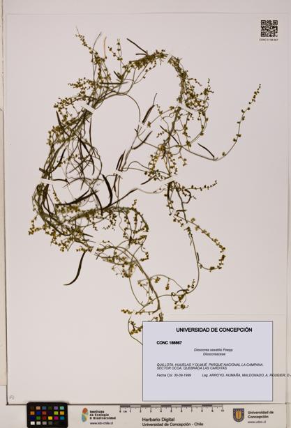 Dioscorea saxatilis [Espécimen: ]