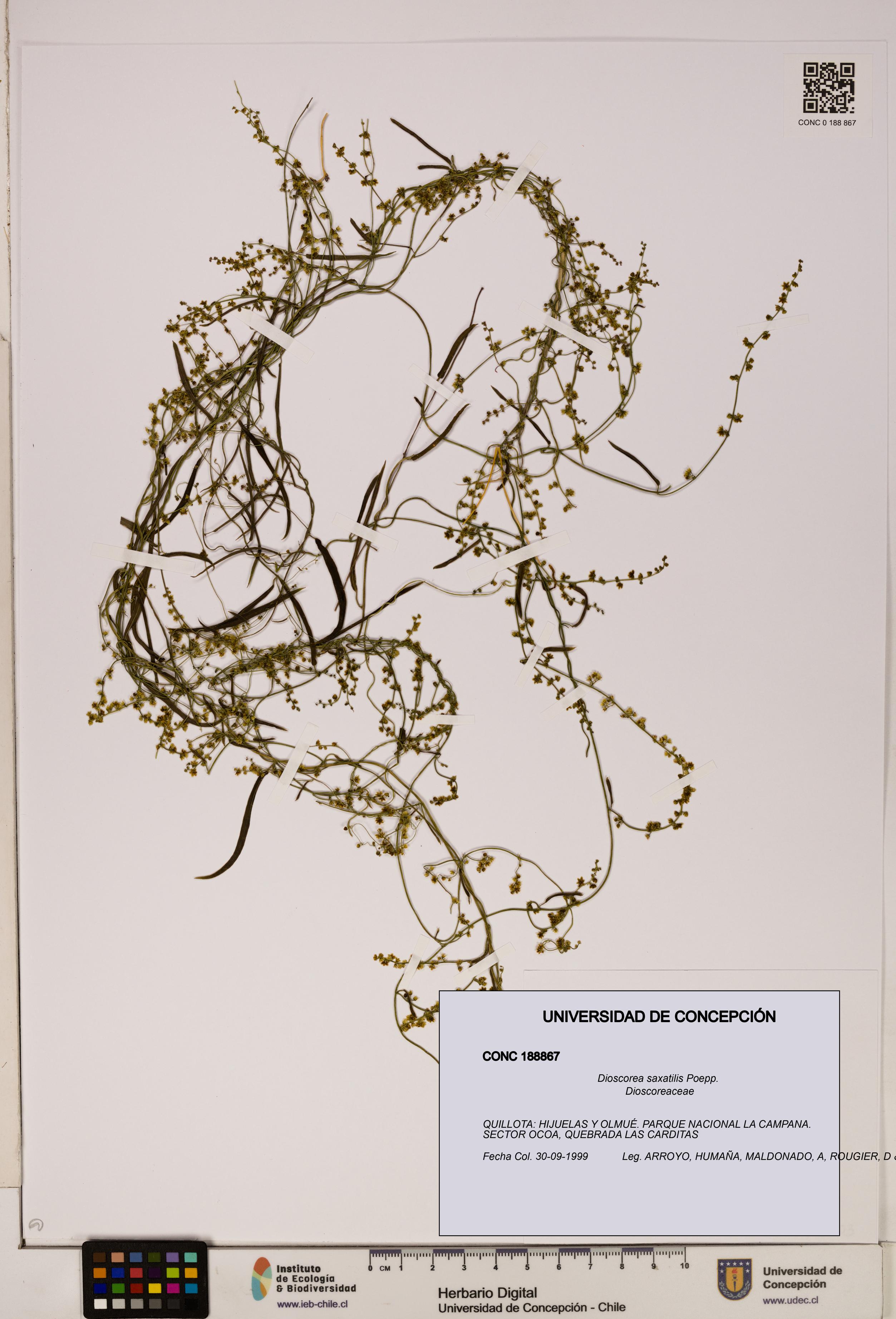 Dioscorea saxatilis [Espécimen: ]