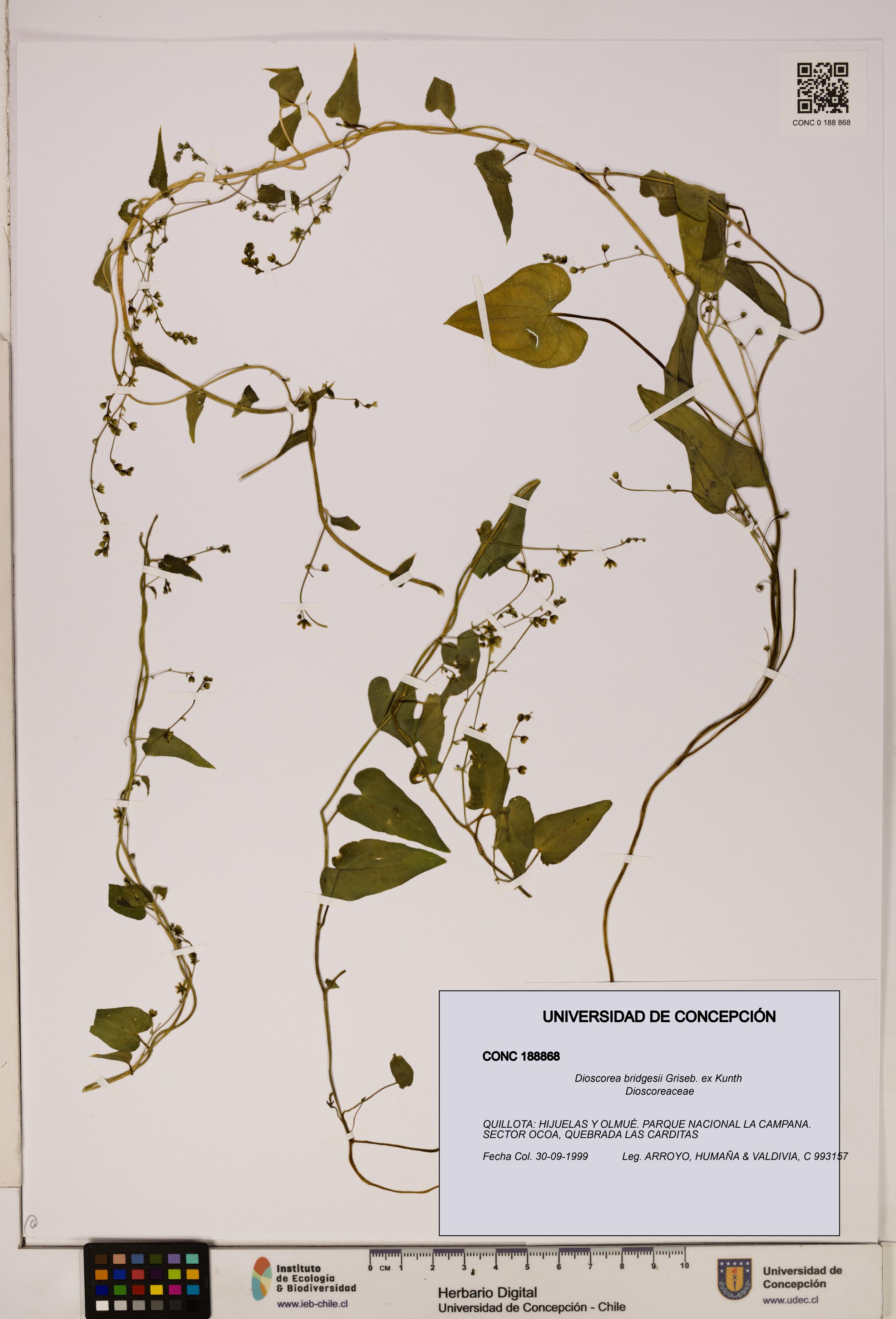 Dioscorea bridgesii [Espécimen: ]